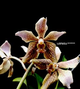 Vanda A'Pura