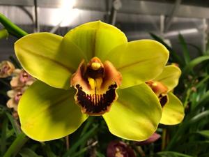 Cymbidium Valley Legend