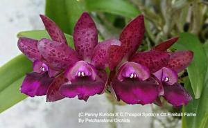 Cattlianthe Pink Jaguar-Netrasiri Fireball