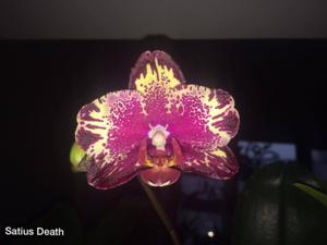 Phalaenopsis I-Hsin The Big Bang