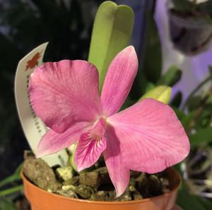 Cattleya Cutie Pie