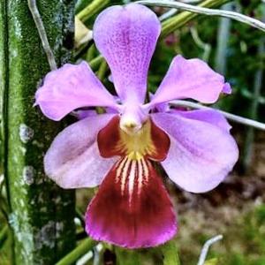 Papilionanda Norbert Alphonso