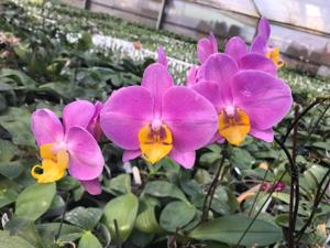 Phalaenopsis OX Yellow Lip