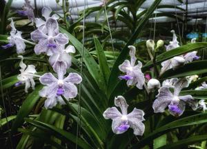 Vanda Norgard GEM
