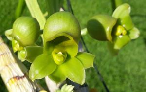 Catasetum apolloi