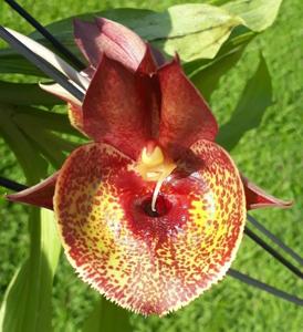 Catasetum Orchidglade