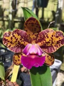 Rhyncholaeliocattleya Naomi's Delight