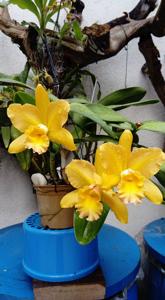 Rhyncholaeliocattleya Waikiki Gold