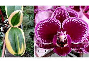 Phalaenopsis Chia E Yenlin