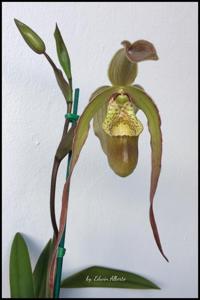 Phragmipedium Umbriel