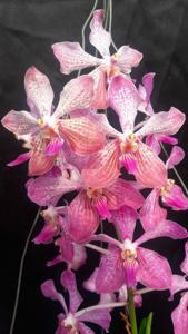 Vanda Jill Walker