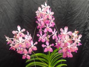 Vanda Jill Walker