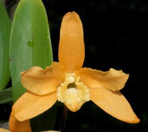 Dendrobium Uni-Scabri