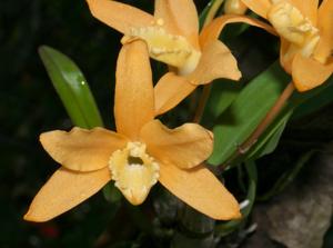 Dendrobium Uni-Scabri