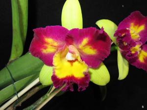 Rhyncholaeliocattleya Shin Shiang Diamond