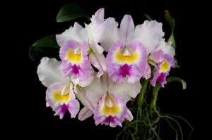<i>Rhyncholaeliocattleya</i> Claude W. Hamilton