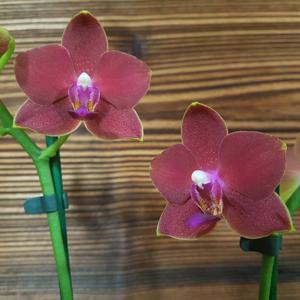 Phalaenopsis Tying Shin Phoenix