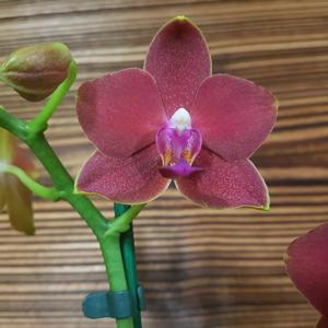 Phalaenopsis Tying Shin Phoenix