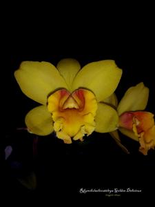 Rhyncholaeliocattleya Golden Delicious