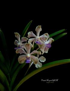 Vanda Norgard GEM