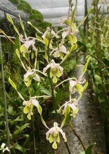 Dendrobium Flamee Harijanto