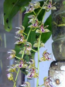 Thecostelopus Dara-Chakra