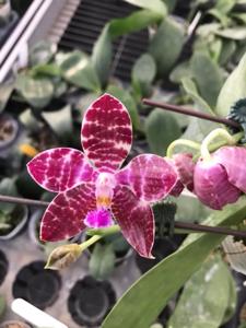 Phalaenopsis Joey
