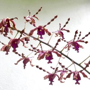 Dendrobium Margaret Thatcher