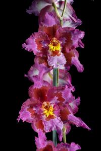 Oncidium Ingmar