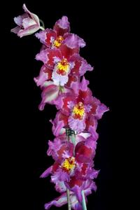 Oncidium Ingmar