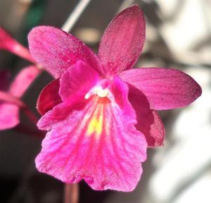 Tetratonia Dark Prince