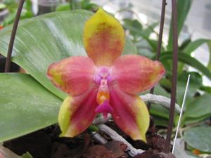 Phalaenopsis Zheng Min Phoenix