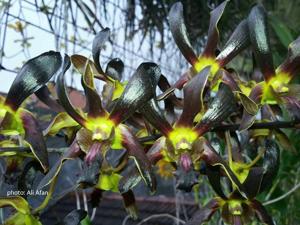 Dendrobium Black Spider