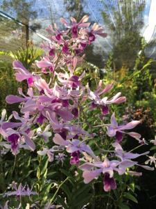 Dendrobium Nicha Venus Butterfly