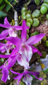 Dendrobium Rainbow Dance