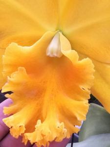 Rhyncholaeliocattleya Haw Yuan Gold