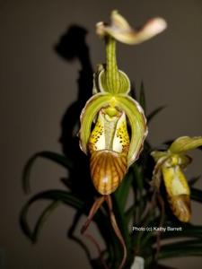 Phragmipedium Betheva