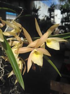Brassanthe Stars of Almaden