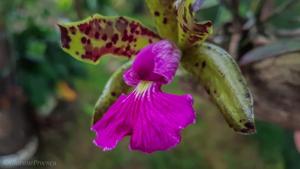 Cattleya Peckaviensis