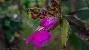 Cattleya Peckaviensis