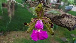 Cattleya Peckaviensis