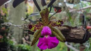 Cattleya Peckaviensis