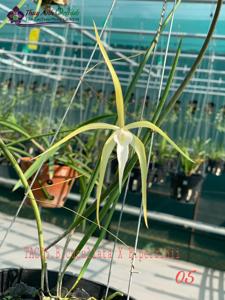 Brassavola Crazyarachno