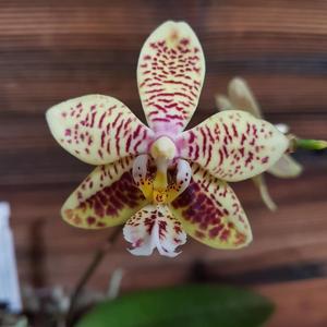 Phalaenopsis Stuartiano-Mannii