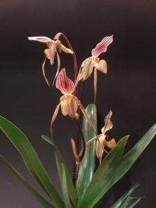 Paphiopedilum Saint Swithin