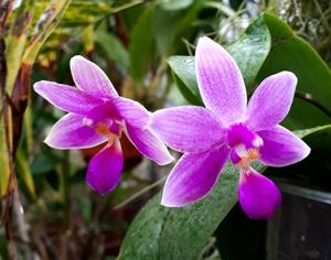 Phalaenopsis KS Lindenbell