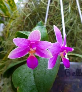 Phalaenopsis KS Lindenbell