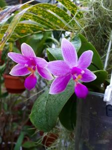 Phalaenopsis KS Lindenbell