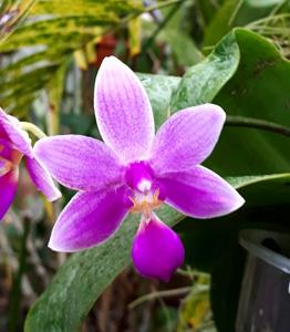 Phalaenopsis KS Lindenbell