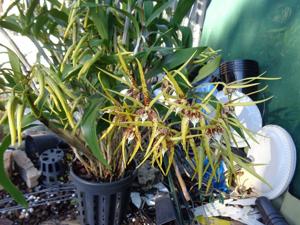 Dendrobium Star of Gold